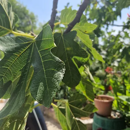 Apartamento Rora Rogoznica (Sibenik-Knin)