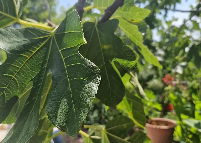 Apartman Rora Rogoznica (Sibenik-Knin)